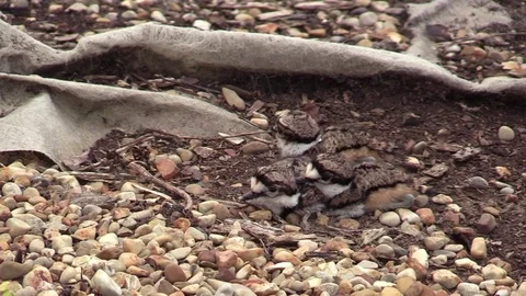 Bird Killdeer babies 3 huddled together closeup Stock Footage 75053299