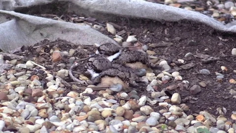 Bird Killdeer babies huddled together Stock Footage 75053281