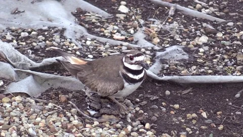 Bird Killdeer mother with babies Stock Footage 75053266