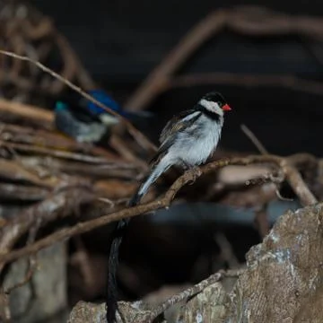Bird kingdom 写真素材