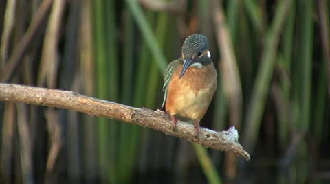 Bird Kingfisher Video stock 33688867