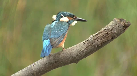 Bird Kingfisher Video stock 33689074