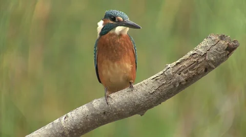 Bird Kingfisher Video stock 33689102