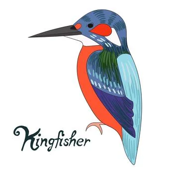 Bird kingfisher vector illustration Stock Illustration