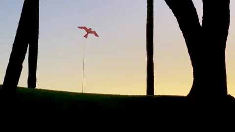 Bird kite flying in wind silhouetted at sunrise. Stock Footage 230737183