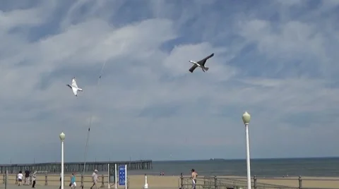Bird Kites on Boardwalk Video stock 49696268