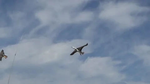 Bird Kites on Boardwalk MS Video stock 49695563
