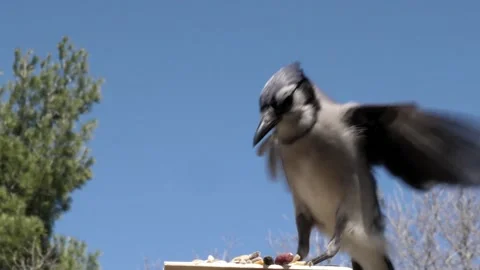 Bird knocks over nuts when it lands. Stock Footage 148677004