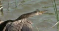 A Bird By A Lake 02 HD Footage