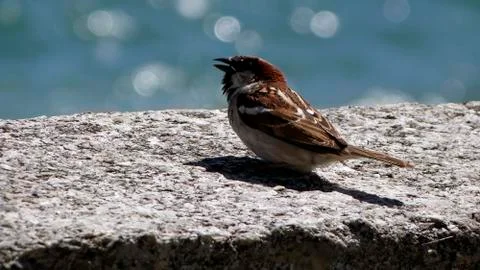 Bird with lake behind Stock Photos