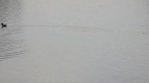 Bird in the lake Stock Footage 5355635