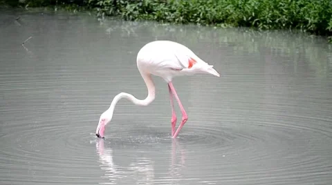Bird on lake Stock Footage 7744858