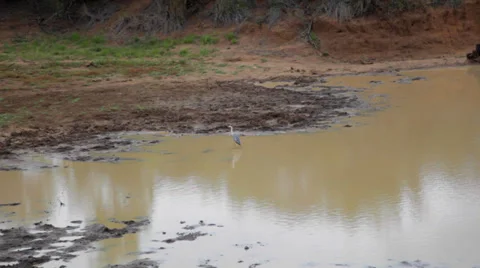 Bird in a Lake Stock Footage 39886093