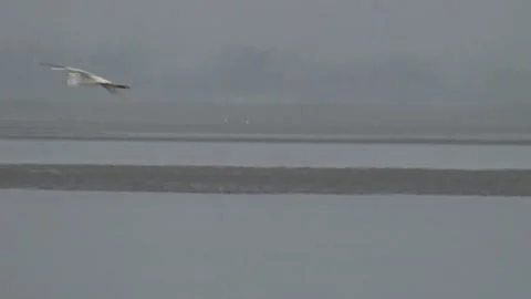 Bird in a lake Stock Footage 131988598