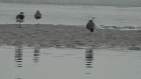 Bird in a lake Stock Footage 131988626
