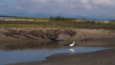 Bird on the lake Stock Footage 138068073