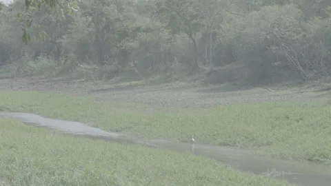 Bird on the lake Video stock 139839837