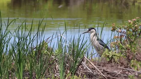 Bird by the lake Vídeos de archivo 167858929