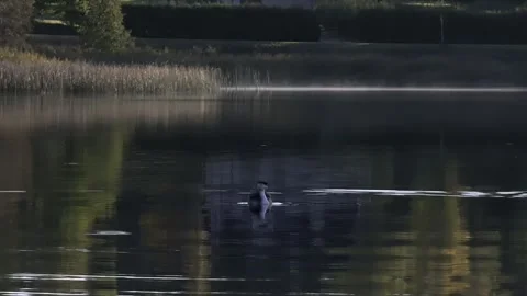 Bird on the lake Stock Footage 287103850