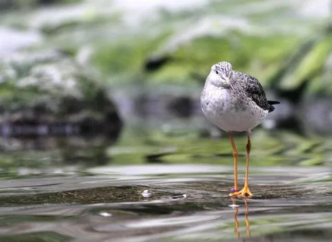 Bird on the lake Stock-Fotos