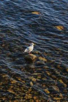 Bird at the lake Foto stock