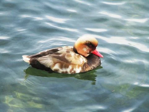 Bird in the lake Photos