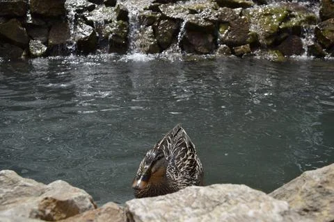 Bird in the lake Foto stock