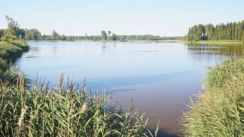 Bird lake in summer Stock Footage 95894875
