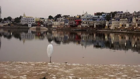 Bird on the lake in sunset Stock Footage 75253142