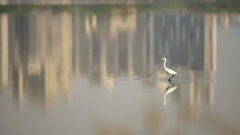 A bird in a lake in Thane, India Stock Footage 159529154