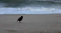 Bird on Lamai Beach,Tropical Paradise Island, Ko Samui, Thailand, Big Waves HD Footage