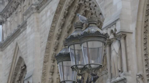 BIRD ON LAMP Stock Footage 32419399