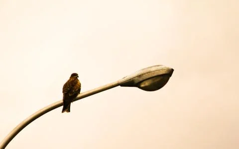 Bird on lamp post Stock Photos