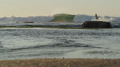 Bird landing on a rock, Merewether Beach at dawn, Newcastle, NSW, Australia Stock Footage 163856450