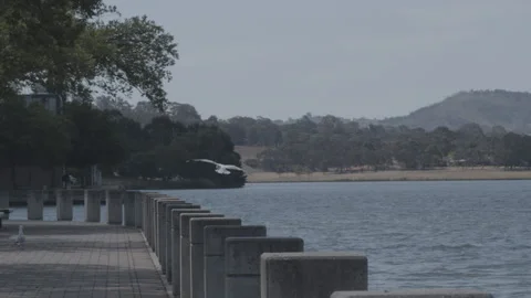 Bird landing in slow motion Stock Footage 138542543