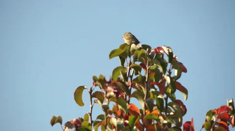 Bird landing on top of a tree in front of blue sky Stock Footage 56908243