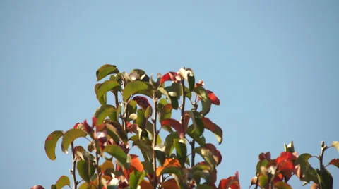 Bird landing on top of a tree in front of blue sky Stock Footage 56909033