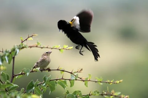 Bird landing on tree Stock Photos