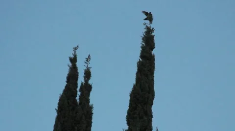 Bird Landing on Treetop Stock Footage 1180607