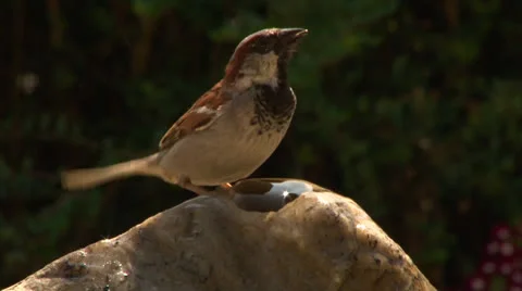 Bird lands and drinks Stock Footage 25843533