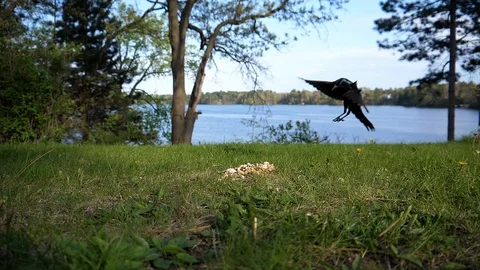 Bird lands behind a pile of nuts on the lawn. Stock Footage 95916307