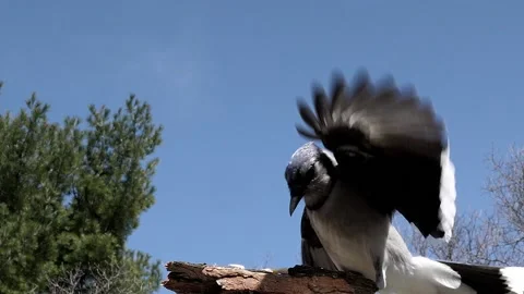 Bird lands at the feeder to gulp down peanuts. Video stock 148676957