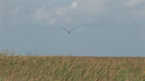 Bird Lands In A Field 스톡 동영상 19200946