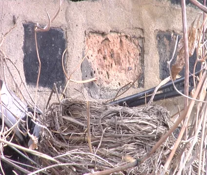 Bird Lands in Nest Video stock 4590919