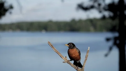 Bird lands on perch with a lake in the background. Video stock 94157930
