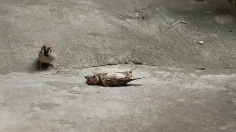 Bird lands then cannibalizes another Eurasian Tree Sparrow Maya Bird (3 of 6) Stock Footage 150341163