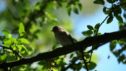 The bird lands on a tree branch. Stock Footage 151975755