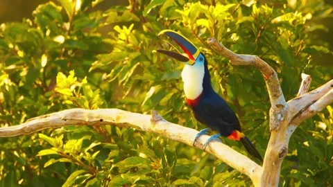 The bird lands on a tree branch Video stock 284846821