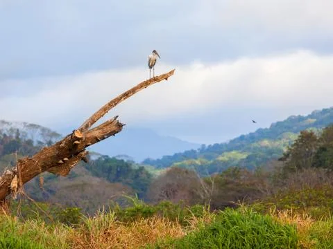 Bird landscape Foto stock