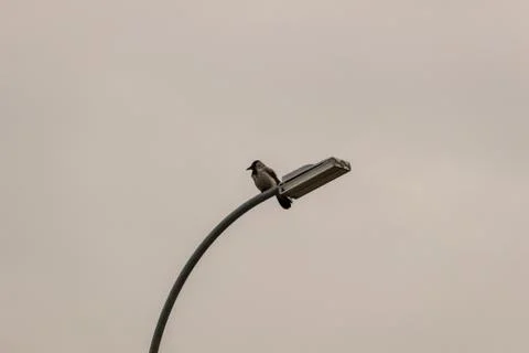 Bird on the lantern pillar Foto stock